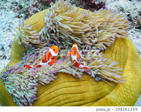嘉比島の素晴らしいサンゴ礁の美しいイソギンチャクに住むカクレクマノミの家族 108261359