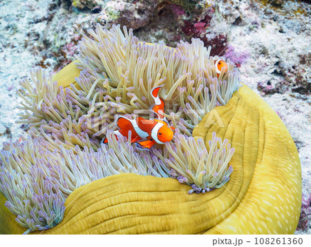 嘉比島の素晴らしいサンゴ礁の美しいイソギンチャクに住むカクレクマノミの家族 108261360