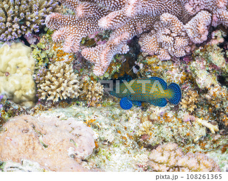 嘉比島の素晴らしいサンゴ礁の美しいアオノメハタ 108261365