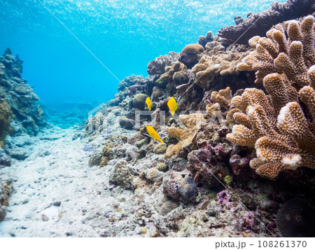 嘉比島の素晴らしいサンゴ礁の美しいフエヤッコダイの小群 108261370