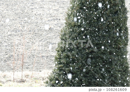 さんさんと降り始めた雪 さんさんと降り始めた雪 108261609