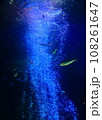 水槽の中の泳ぐ魚 108261647