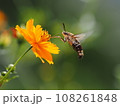 花の蜜を吸うオオスカシバ 108261848