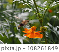 コスモスの蜜を吸うオオスカシバ 108261849