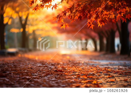 Maple Tree Garden in Autumn with blurred nature background. 108261926