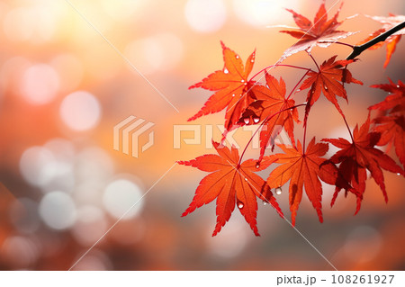 Maple Tree Garden in Autumn with blurred nature background. 108261927