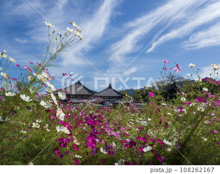 カラフルなコスモスの向こうに飛鳥寺 カラフルなコスモスの向こうに飛鳥寺 108262167