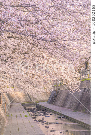朝日に照らされた一本松川緑道の桜 108262168