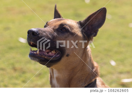 Portrait of a Belgian Malinois sheepdog Portrait of a Belgian Malinois sheepdog 108262605