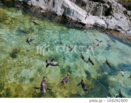 浮かぶペンギン 浮かぶペンギン 108262800