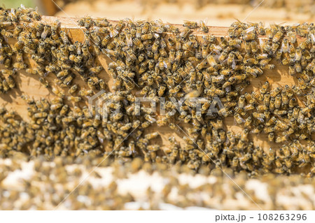 養蜂イメージ　巣箱から巣枠を取り出すイメージ 108263296