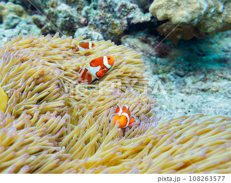 沖縄県慶良間諸島嘉比島の素晴らしいサンゴ礁と美しいイソギンチャクに住む可愛いカクレクマノミの家族 沖縄県慶良間諸島嘉比島の素晴らしいサンゴ礁と美しいイソギンチャクに住む可愛いカクレクマノミの家族 108263577