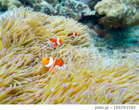 沖縄県慶良間諸島嘉比島の素晴らしいサンゴ礁と美しいイソギンチャクに住む可愛いカクレクマノミの家族 108263580