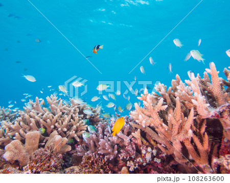 沖縄県慶良間諸島嘉比島の素晴らしいサンゴ礁とデバスズメダイの群れとクマノミ他 沖縄県慶良間諸島嘉比島の素晴らしいサンゴ礁とデバスズメダイの群れとクマノミ他 108263600