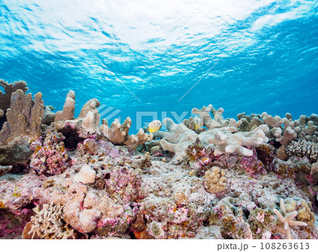 沖縄県慶良間諸島嘉比島の素晴らしいサンゴ礁と美しいミスジチョウチョウウオ他 108263613
