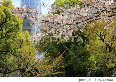 隅田川沿いに咲く満開の桜 108263988