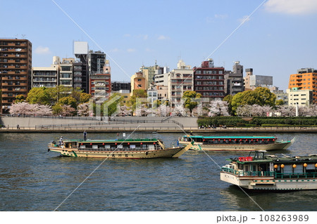 隅田川沿いに咲く満開の桜並木と屋形船 108263989