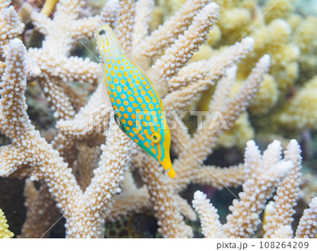 沖縄県慶良間諸島嘉比島の素晴らしいサンゴ礁と可愛いテングカワハギの小群 108264209