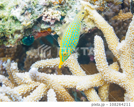 沖縄県慶良間諸島嘉比島の素晴らしいサンゴ礁と可愛いテングカワハギの小群 108264211