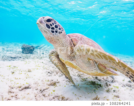 沖縄県慶良間諸島座間味島阿真ビーチの美しい白砂のビーチと可愛いアオウミガメ 108264241