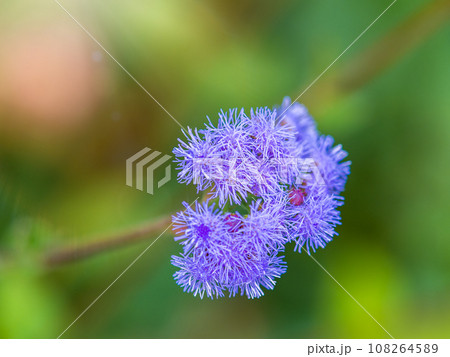 Close-up of small, purple flowers, Ageratum Houstonianum, also know as Floss flower, Pussy Foot, or Blue mink. 108264589