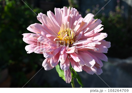珍しい形の百日草の花 珍しい形の百日草の花 108264709