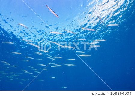 ヒリゾ浜（静岡県賀茂郡南伊豆町中木）の美しいタイワンカマスの群れ 108264904