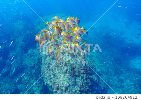 ヒリゾ浜（静岡県賀茂郡南伊豆町中木）の美しいフエダイの群れ 108264912