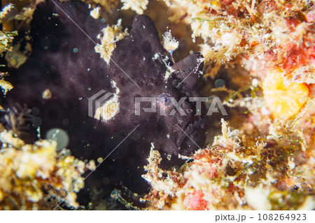 ヒリゾ浜（静岡県賀茂郡南伊豆町中木）の不思議なイロカエルアンコウの幼魚 108264923