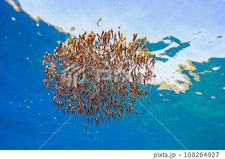 ヒリゾ浜(静岡県賀茂郡南伊豆町中木)の美しいゴンズイ玉の幼魚 ヒリゾ浜(静岡県賀茂郡南伊豆町中木)の美しいゴンズイ玉の幼魚 108264927