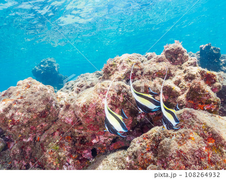ヒリゾ浜(静岡県賀茂郡南伊豆町中木)の美しいツノダシの小群 ヒリゾ浜(静岡県賀茂郡南伊豆町中木)の美しいツノダシの小群 108264932