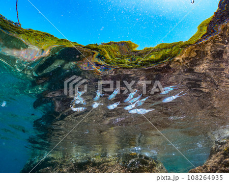 ヒリゾ浜（静岡県賀茂郡南伊豆町中木）の美しいアオリイカの群れ 108264935