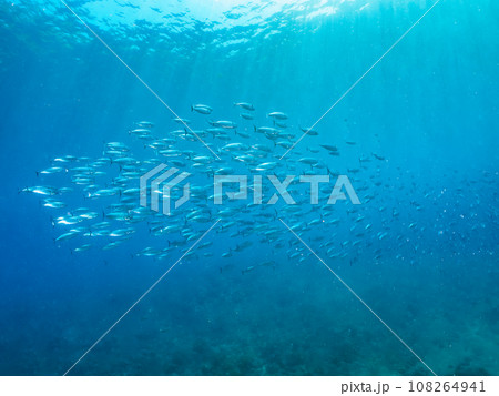 ヒリゾ浜（静岡県賀茂郡南伊豆町中木）の美しいソウダガツオの群れ 108264941