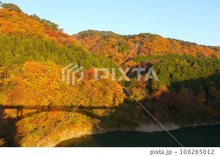 新潟県　関川村　丸山大橋からの橋の影と紅葉風景 108265012