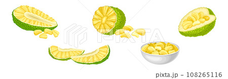 Ripe Green Jackfruit with Seed Coat and Fibrous Core Vector Set 108265116