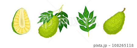 Ripe Green Jackfruit with Seed Coat and Fibrous Core Vector Set 108265118