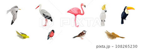 Different Birds and Aves with Feathers and Beak Vector Set 108265230