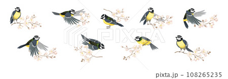Titmouse Bird with Blooming Tree Branch Vector Set Titmouse Bird with Blooming Tree Branch Vector Set 108265235