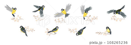 Titmouse Bird with Blooming Tree Branch Vector Set 108265236