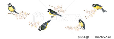 Titmouse Bird with Blooming Tree Branch Vector Set 108265238