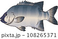 イシダイ イシダイ 108265371