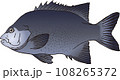 イシガキダイ イシガキダイ 108265372