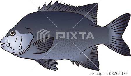 イシガキダイ イシガキダイ 108265372