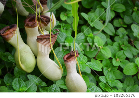 ウツボカズラ（ネペンテス） 108265376