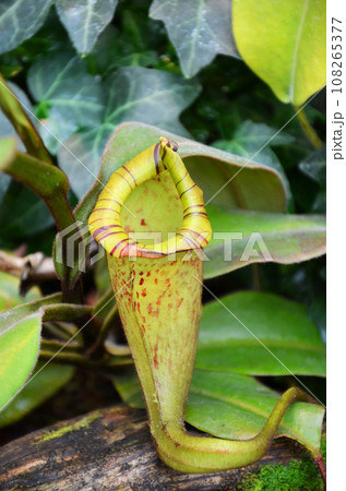 ウツボカズラ（ネペンテス） 108265377