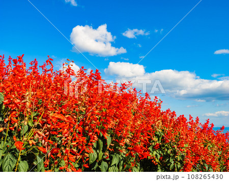赤色のサルビアが満開の風景　淡路島　花さじき 108265430