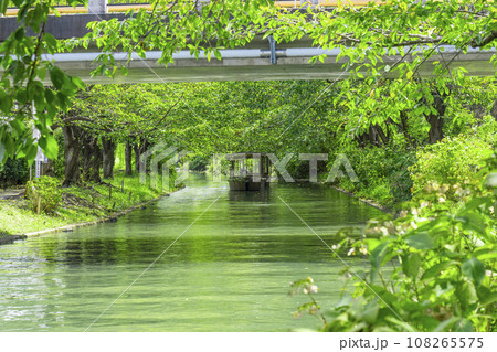 伏見十石舟　新緑の季節 108265575