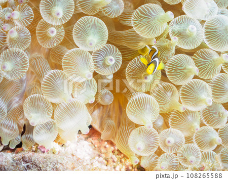 ヒリゾ浜（静岡県賀茂郡南伊豆町中木）の美しいイソギンチャクと可愛いクマノミの幼魚 108265588