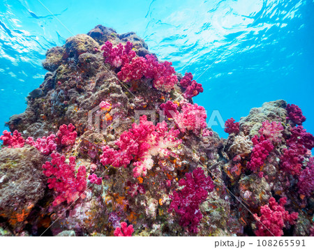 ヒリゾ浜(静岡県賀茂郡南伊豆町中木)の美しいウミトサカ(ソフトコーラル)の群生 ヒリゾ浜(静岡県賀茂郡南伊豆町中木)の美しいウミトサカ(ソフトコーラル)の群生 108265591