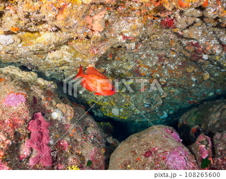 ヒリゾ浜(静岡県賀茂郡南伊豆町中木)の美しいゴマヒレキントキ ヒリゾ浜(静岡県賀茂郡南伊豆町中木)の美しいゴマヒレキントキ 108265600